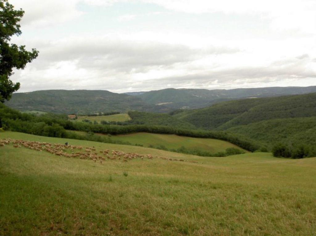 Gite L'Oustal Occitan A Saint-Juery Villa Buitenkant foto